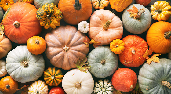 Various fresh ripe pumpkins as background, top view. Holiday decoration