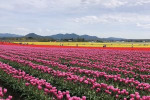 The Skagit Valley Tulip Festival impresses in all its glory.