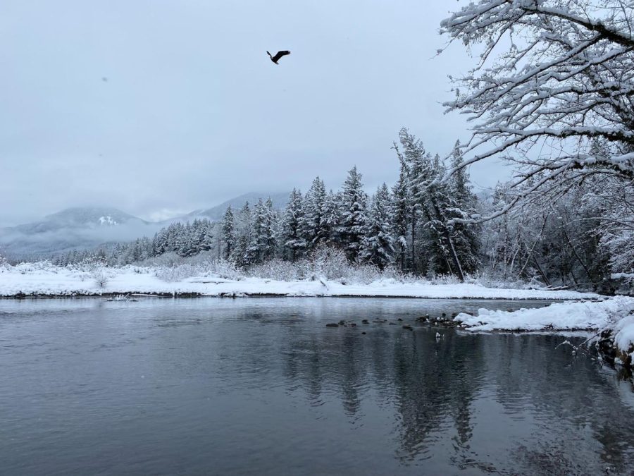 A bird flies over a lake in Goat Rocks.