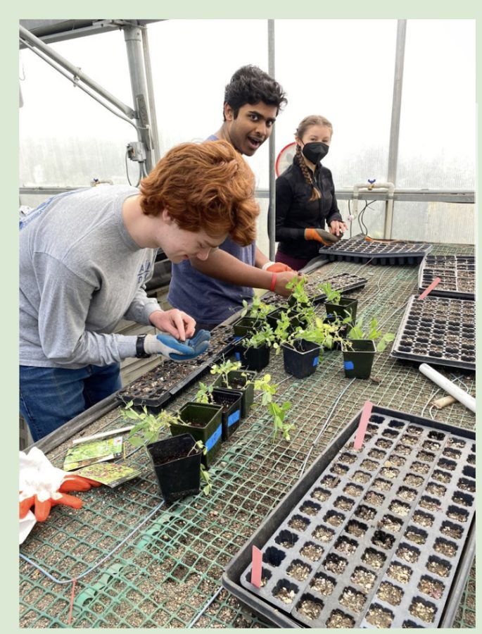 From left to right: Representatives Dylan Bianchi, Daniel Abraham, and Maya Krattli work in the greenhouse.