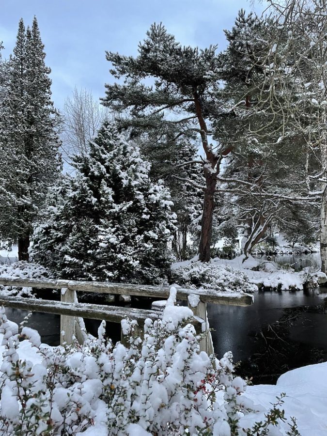 Remnants of the snowfall brightened up Point Defiance.
