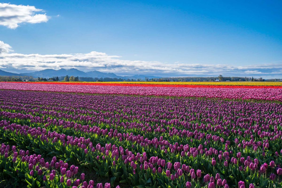 Check out the Skagit Valley Tulip Festival. Photo courtesy of uprootedtraveler.com/spring-in-washington-state/