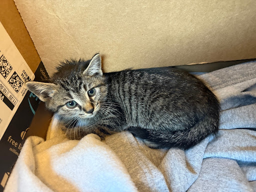 Pictured are adorable kittens up for adoption.